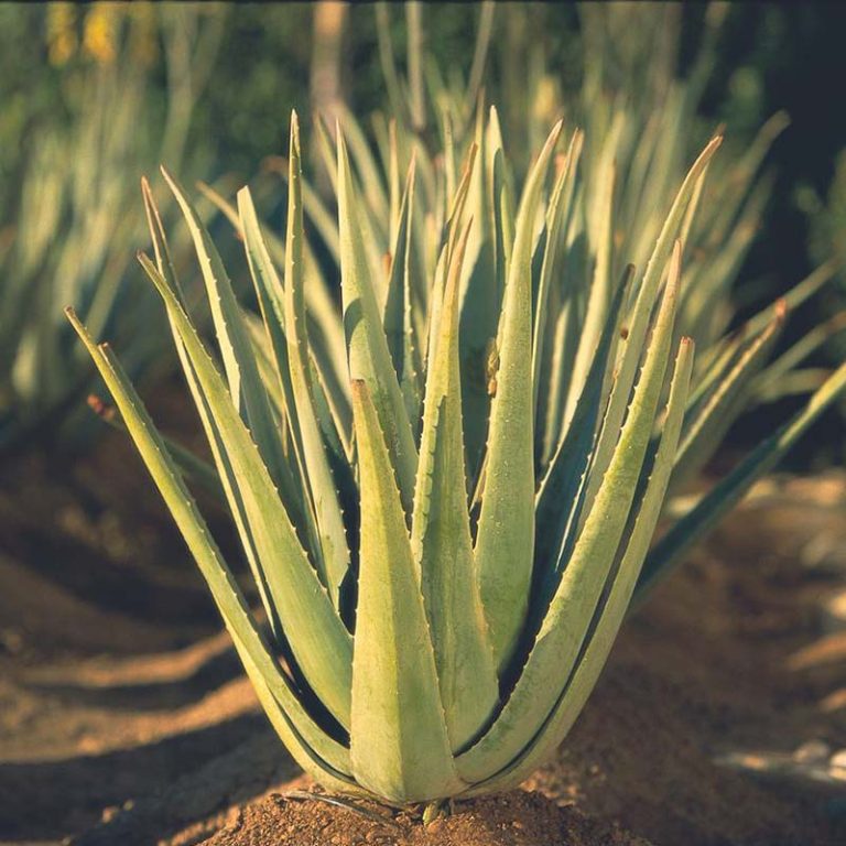 Aloe Vera Pflanze am Feld
